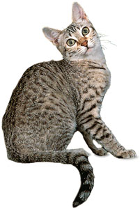 egyptian mau cat